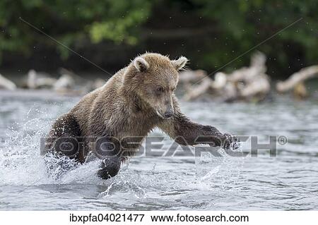Stock Photo - "Brown bear (Ursus arctos) hunting salmon, Kamchatka, Russia, Europe". Fotosearch