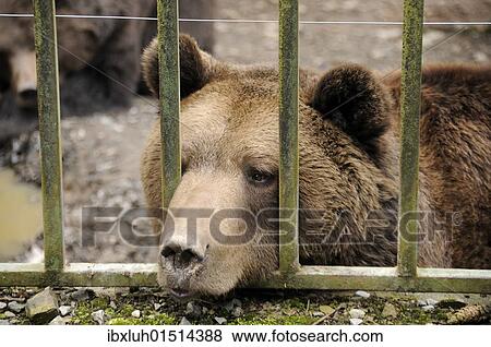 Stock Photo - Brown bear (Ursus arctos) in captivity. Fotosearch
