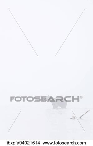 Picture - "Brown bear (Ursus arctos), in fog, Kamchatka, Russia, Europe". Fotosearch