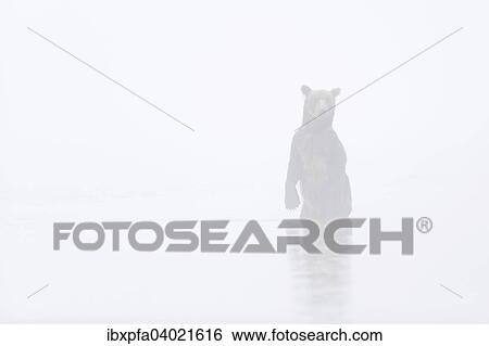 "Brown bear (Ursus arctos), in fog, Kamchatka, Russia, Europe" View Large Photo Image Stock Photograph - "Brown bear (Ursus arctos), in fog, Kamchatka, Russia, Europe". Fotosearch