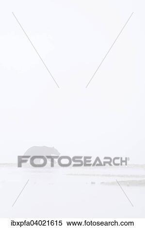 Stock Photography - "Brown bear (Ursus arctos), in fog, Kamchatka, Russia, Europe". Fotosearch