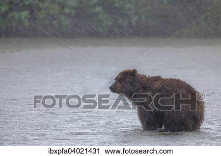 Stock Image - "Brown bear (Ursus arctos) in rain, Kamchatka, Russia, Europe". Fotosearch