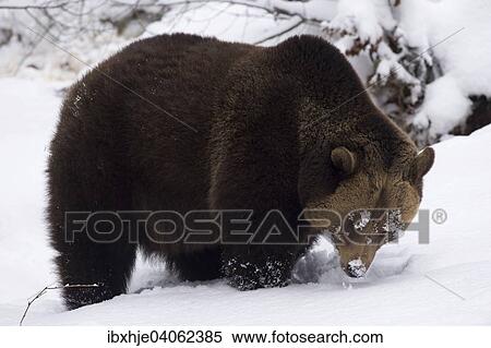 Stock Photography - "Brown Bear (Ursus arctos) in snow, captive, Bavarian Forest National Park, Grafenau, Bavaria, Germany, Europe". Fotosearch