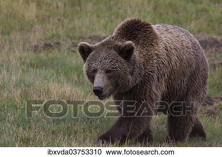 "Brown Bear (Ursus arctos) in Skandinavisk Dyrepark or Scandinavian Wildlife Park, Jutland, Denmark, Europe" View Large Photo Image Stock Image - "Brown Bear (Ursus arctos) in Skandinavisk Dyrepark or Scandinavian Wildlife Park, Jutland, Denmark, Europe". Fotosearch