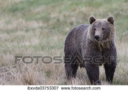 "Brown Bear (Ursus arctos) in Skandinavisk Dyrepark or Scandinavian Wildlife Park, Jutland, Denmark, Europe" View Large Photo Image Stock Photo - "Brown Bear (Ursus arctos) in Skandinavisk Dyrepark or Scandinavian Wildlife Park, Jutland, Denmark, Europe". Fotosearch