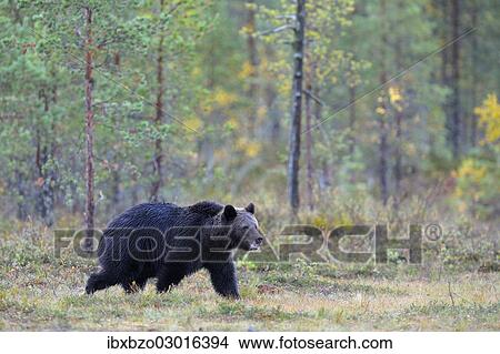 "Brown Bear (Ursus arctos) in the autumnally coloured taiga or boreal forest, border area to Russia, Kuhmo, Karelia, Finland, Europe" View Large Photo Image Picture - "Brown Bear (Ursus arctos) in the autumnally coloured taiga or boreal forest, border area to Russia, Kuhmo, Karelia, Finland, Europe". Fotosearch