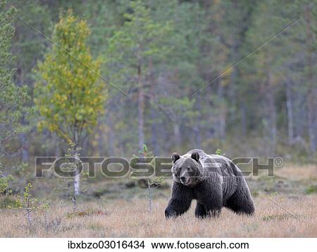 "Brown Bear (Ursus arctos) in the autumnally coloured taiga or boreal forest, border area to Russia, Kuhmo, Karelia, Finland, Europe" View Large Photo Image Picture - "Brown Bear (Ursus arctos) in the autumnally coloured taiga or boreal forest, border area to Russia, Kuhmo, Karelia, Finland, Europe". Fotosearch