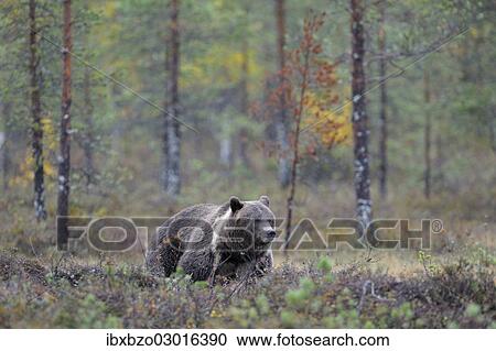 "Brown Bear (Ursus arctos) in the autumnally coloured taiga or boreal forest, border area to Russia, Kuhmo, Karelia, Finland, Europe" View Large Photo Image Stock Image - "Brown Bear (Ursus arctos) in the autumnally coloured taiga or boreal forest, border area to Russia, Kuhmo, Karelia, Finland, Europe". Fotosearch