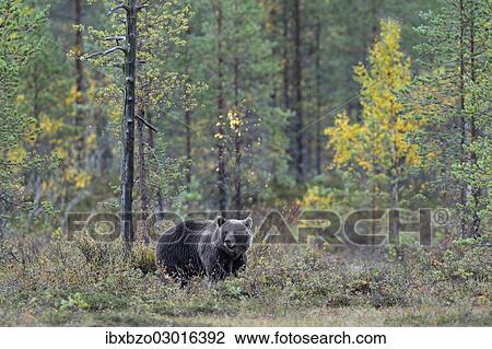 "Brown Bear (Ursus arctos) in the autumnally coloured taiga or boreal forest, border area to Russia, Kuhmo, Karelia, Finland, Europe" View Large Photo Image Stock Image - "Brown Bear (Ursus arctos) in the autumnally coloured taiga or boreal forest, border area to Russia, Kuhmo, Karelia, Finland, Europe". Fotosearch