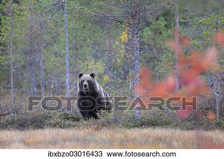 "Brown Bear (Ursus arctos) in the autumnally coloured taiga or boreal forest, border area to Russia, Kuhmo, Karelia, Finland, Europe" View Large Photo Image Stock Image - "Brown Bear (Ursus arctos) in the autumnally coloured taiga or boreal forest, border area to Russia, Kuhmo, Karelia, Finland, Europe". Fotosearch