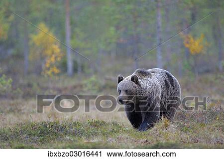 "Brown Bear (Ursus arctos) in the autumnally coloured taiga or boreal forest, border area to Russia, Kuhmo, Karelia, Finland, Europe" View Large Photo Image Stock Image - "Brown Bear (Ursus arctos) in the autumnally coloured taiga or boreal forest, border area to Russia, Kuhmo, Karelia, Finland, Europe". Fotosearch