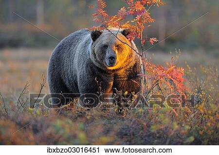 "Brown Bear (Ursus arctos) in the autumnally coloured taiga or boreal forest in the last light, border area to Russia, Kuhmo, Karelia, Finland, Europe" View Large Photo Image Stock Image - "Brown Bear (Ursus arctos) in the autumnally coloured taiga or boreal forest in the last light, border area to Russia, Kuhmo, Karelia, Finland, Europe". Fotosearch