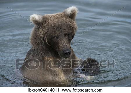 "Brown Bear (Ursus arctos) in the water, Brooks River, Katmai National Park, Alaska, United States, North America" View Large Photo Image Stock Image - "Brown Bear (Ursus arctos) in the water, Brooks River, Katmai National Park, Alaska, United States, North America". Fotosearch