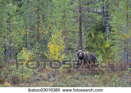 Stock Photo - "Brown Bear (Ursus arctos) in the autumnally coloured taiga or boreal forest, border area to Russia, Kuhmo, Karelia, Finland, Europe". Fotosearch
