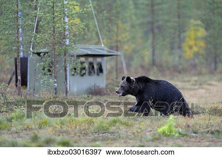"Brown Bear (Ursus arctos) in the autumnally coloured taiga or boreal forest, border area to Russia, Kuhmo, Karelia, Finland, Europe" View Large Photo Image Stock Photo - "Brown Bear (Ursus arctos) in the autumnally coloured taiga or boreal forest, border area to Russia, Kuhmo, Karelia, Finland, Europe". Fotosearch