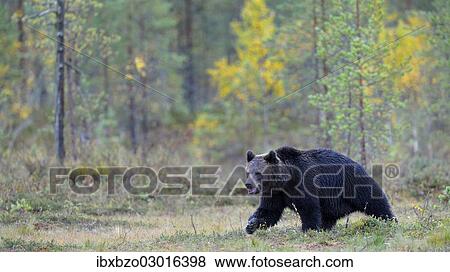 "Brown Bear (Ursus arctos) in the autumnally coloured taiga or boreal forest, border area to Russia, Kuhmo, Karelia, Finland, Europe" View Large Photo Image Stock Photo - "Brown Bear (Ursus arctos) in the autumnally coloured taiga or boreal forest, border area to Russia, Kuhmo, Karelia, Finland, Europe". Fotosearch