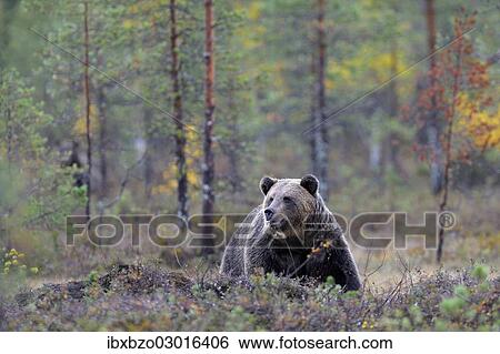 "Brown Bear (Ursus arctos) in the autumnally coloured taiga or boreal forest, border area to Russia, Kuhmo, Karelia, Finland, Europe" View Large Photo Image Stock Photograph - "Brown Bear (Ursus arctos) in the autumnally coloured taiga or boreal forest, border area to Russia, Kuhmo, Karelia, Finland, Europe". Fotosearch