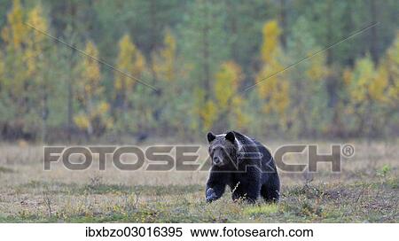 "Brown Bear (Ursus arctos) in the autumnally coloured taiga or boreal forest, border area to Russia, Kuhmo, Karelia, Finland, Europe" View Large Photo Image Stock Photography - "Brown Bear (Ursus arctos) in the autumnally coloured taiga or boreal forest, border area to Russia, Kuhmo, Karelia, Finland, Europe". Fotosearch