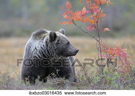 "Brown Bear (Ursus arctos) in the autumnally coloured taiga or boreal forest in the last light, border area to Russia, Kuhmo, Karelia, Finland, Europe" View Large Photo Image Stock Photography - "Brown Bear (Ursus arctos) in the autumnally coloured taiga or boreal forest in the last light, border area to Russia, Kuhmo, Karelia, Finland, Europe". Fotosearch