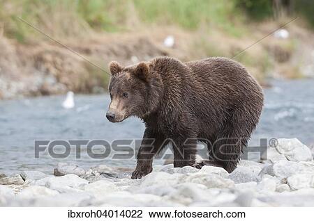 "Brown Bear (Ursus arctos), juvenile, Katmai National Park, Alaska, United States, North America" View Large Photo Image Stock Image - "Brown Bear (Ursus arctos), juvenile, Katmai National Park, Alaska, United States, North America". Fotosearch
