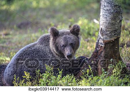 Stock Photo - "Brown bear (Ursus arctos), juvenile, Karelia, Finland, Europe". Fotosearch