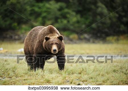 "Brown Bear (Ursus arctos), Katmai National Park, Alaska" View Large Photo Image Stock Photo - "Brown Bear (Ursus arctos), Katmai National Park, Alaska". Fotosearch