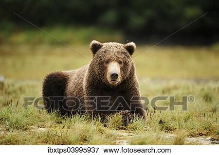 "Brown Bear (Ursus arctos) lying in the grass, Katmai National Park, Alaska" View Large Photo Image Stock Photo - "Brown Bear (Ursus arctos) lying in the grass, Katmai National Park, Alaska". Fotosearch