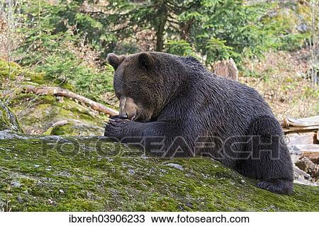 "Brown bear (Ursus arctos), male, captive, animal enclosure, Bavarian Forest National Park, Bavaria, Germany, Europe" View Large Photo Image Stock Image - "Brown bear (Ursus arctos), male, captive, animal enclosure, Bavarian Forest National Park, Bavaria, Germany, Europe". Fotosearch