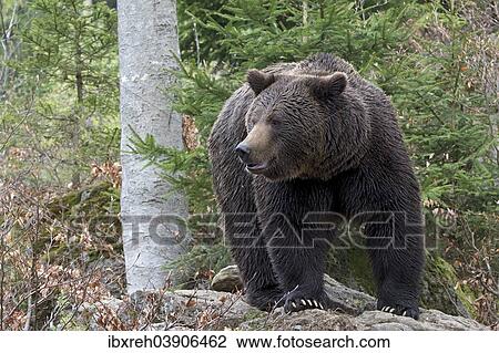 Stock Image - "Brown bear (Ursus arctos), male, captive, animal enclosure, Bavarian Forest National Park, Bavaria, Germany, Europe". Fotosearch