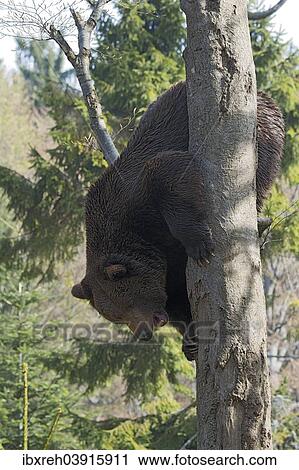 "Brown bear (Ursus arctos), male climbing tree, captive, animal enclosure, Bavarian Forest National Park, Bavaria, Germany, Europe" View Large Photo Image Stock Image - "Brown bear (Ursus arctos), male climbing tree, captive, animal enclosure, Bavarian Forest National Park, Bavaria, Germany, Europe". Fotosearch