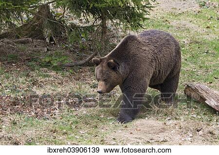 "Brown bear (Ursus arctos), male, captive, animal enclosure, Bavarian Forest National Park, Bavaria, Germany, Europe" View Large Photo Image Stock Photo - "Brown bear (Ursus arctos), male, captive, animal enclosure, Bavarian Forest National Park, Bavaria, Germany, Europe". Fotosearch