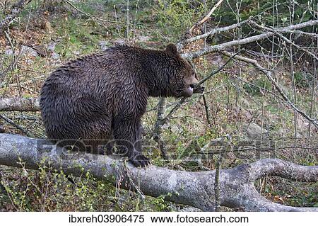 "Brown bear (Ursus arctos), male, captive, animal enclosure, Bavarian Forest National Park, Bavaria, Germany, Europe" View Large Photo Image Stock Photography - "Brown bear (Ursus arctos), male, captive, animal enclosure, Bavarian Forest National Park, Bavaria, Germany, Europe". Fotosearch