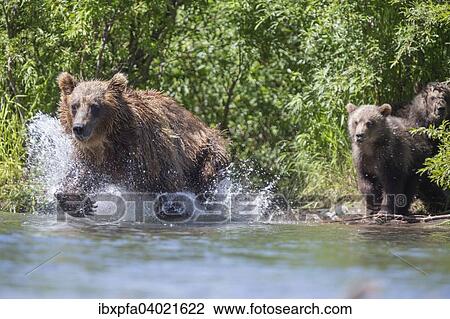 "Brown bear (Ursus arctos) mother hunting, Kamchatka, Russia, Europe" View Large Photo Image Stock Image - "Brown bear (Ursus arctos) mother hunting, Kamchatka, Russia, Europe". Fotosearch