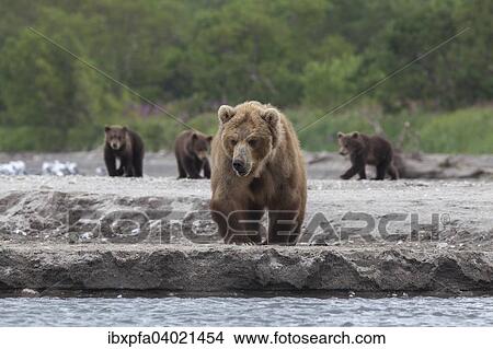 "Brown bear (Ursus arctos) mother with cubs, Kamchatka, Russia, Europe" View Large Photo Image Picture - "Brown bear (Ursus arctos) mother with cubs, Kamchatka, Russia, Europe". Fotosearch
