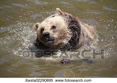 "Brown Bear (Ursus arctos), Neuschoenau wildlife enclosure, Bavarian Forest, Bavaria, Germany, Europe, PublicGround, Europe" View Large Photo Image Stock Photography - "Brown Bear (Ursus arctos), Neuschoenau wildlife enclosure, Bavarian Forest, Bavaria, Germany, Europe, PublicGround, Europe". Fotosearch