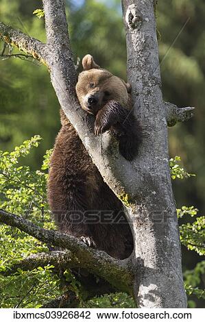 "Brown Bear (Ursus arctos) on a tree in an animal enclosure, Bavaria, Germany, Europe" View Large Photo Image Stock Image - "Brown Bear (Ursus arctos) on a tree in an animal enclosure, Bavaria, Germany, Europe". Fotosearch