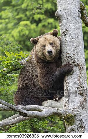 "Brown Bear (Ursus arctos) on a tree in an animal enclosure, Bavaria, Germany, Europe" View Large Photo Image Stock Photography - "Brown Bear (Ursus arctos) on a tree in an animal enclosure, Bavaria, Germany, Europe". Fotosearch