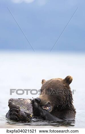 Stock Image - "Brown bear (Ursus arctos), playing, Kamchatka, Russia, Europe". Fotosearch