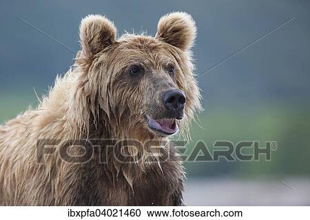 Stock Image - "Brown bear (Ursus arctos), portrait, Kamchatka, Russia, Europe". Fotosearch