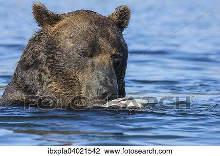 "Brown bear (Ursus arctos), portrait, Kamchatka, Russia, Europe" View Large Photo Image Stock Image - "Brown bear (Ursus arctos), portrait, Kamchatka, Russia, Europe". Fotosearch