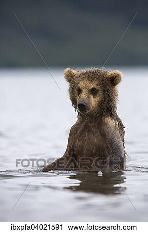 "Brown bear (Ursus arctos), portrait, Kamchatka, Russia, Europe" View Large Photo Image Stock Image - "Brown bear (Ursus arctos), portrait, Kamchatka, Russia, Europe". Fotosearch