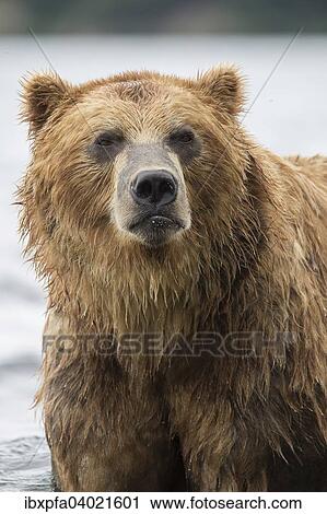 Stock Image - "Brown bear (Ursus arctos), portrait, Kamchatka, Russia, Europe". Fotosearch