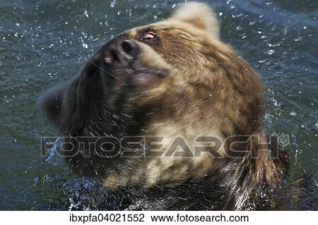 Stock Image - "Brown bear (Ursus arctos), shaking, Kamchatka, Russia, Europe". Fotosearch