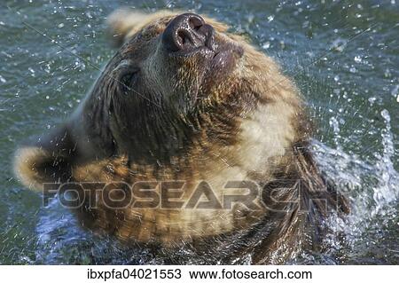 Stock Image - "Brown bear (Ursus arctos), shaking, Kamchatka, Russia, Europe". Fotosearch