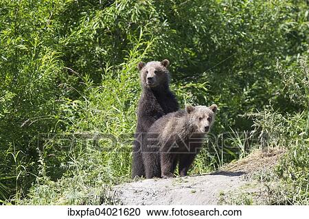 "Brown bear (Ursus arctos), siblings, Kamchatka, Russia, Europe" View Large Photo Image Stock Image - "Brown bear (Ursus arctos), siblings, Kamchatka, Russia, Europe". Fotosearch