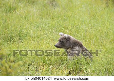 "Brown Bear (Ursus arctos), sitting in the grass, Katmai National Park, Alaska, United States, North America" View Large Photo Image Picture - "Brown Bear (Ursus arctos), sitting in the grass, Katmai National Park, Alaska, United States, North America". Fotosearch