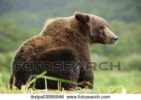 "Brown Bear (Ursus arctos) sitting in the grass, Katmai National Park, Alaska" View Large Photo Image Stock Photograph - "Brown Bear (Ursus arctos) sitting in the grass, Katmai National Park, Alaska". Fotosearch