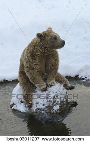 "Brown Bear (Ursus arctos), sitting on a stone, captive, Switzerland, Europe" View Large Photo Image Stock Photo - "Brown Bear (Ursus arctos), sitting on a stone, captive, Switzerland, Europe". Fotosearch