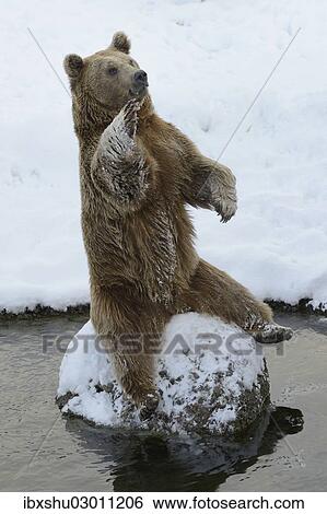 Stock Photograph - "Brown Bear (Ursus arctos), sitting on a stone, captive, Switzerland, Europe". Fotosearch