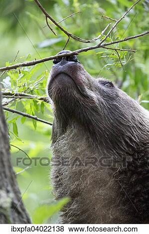 Stock Photo - "Brown bear (Ursus arctos), sniffing, Kamchatka, Russia, Europe". Fotosearch